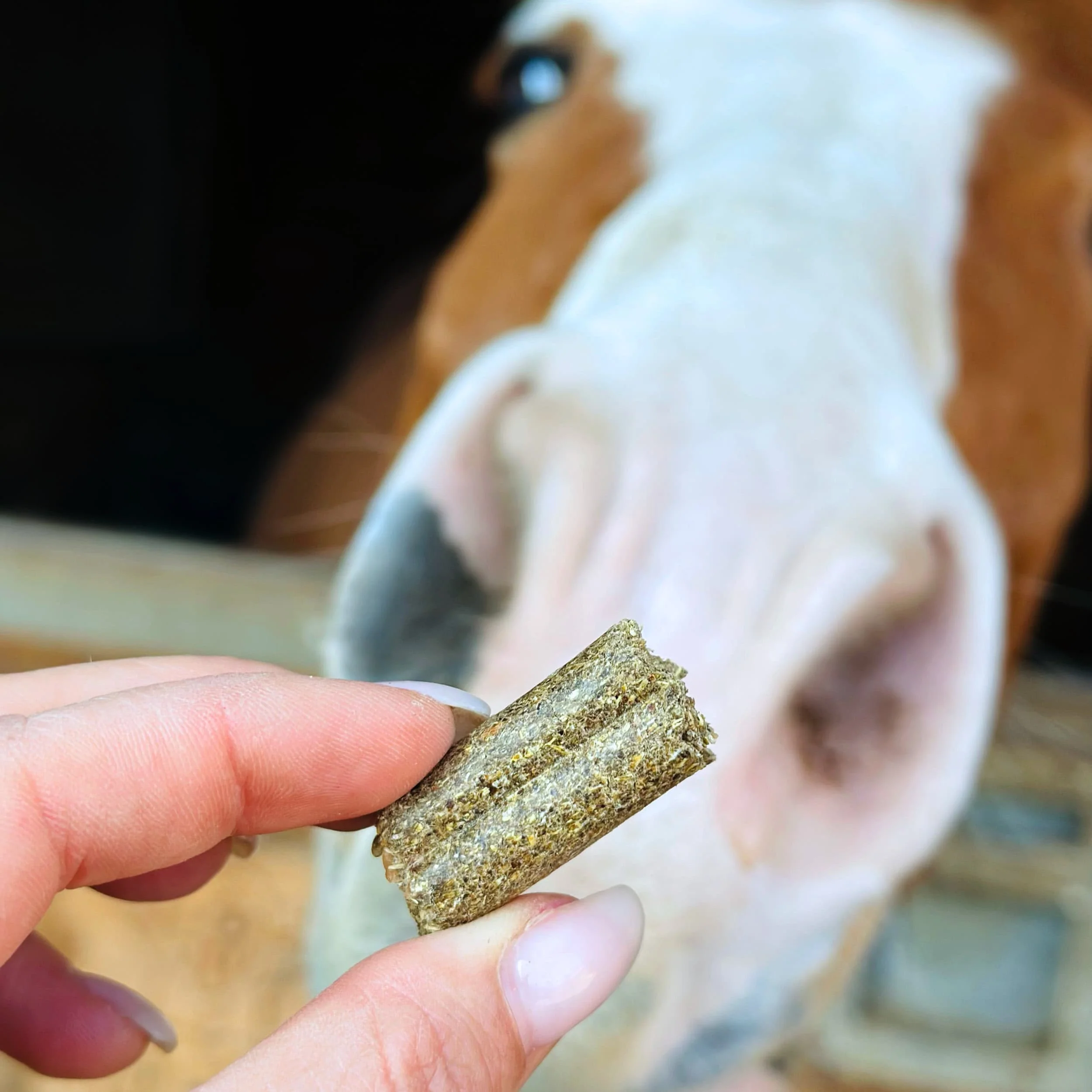 Z-Snack Pferd - Image 6