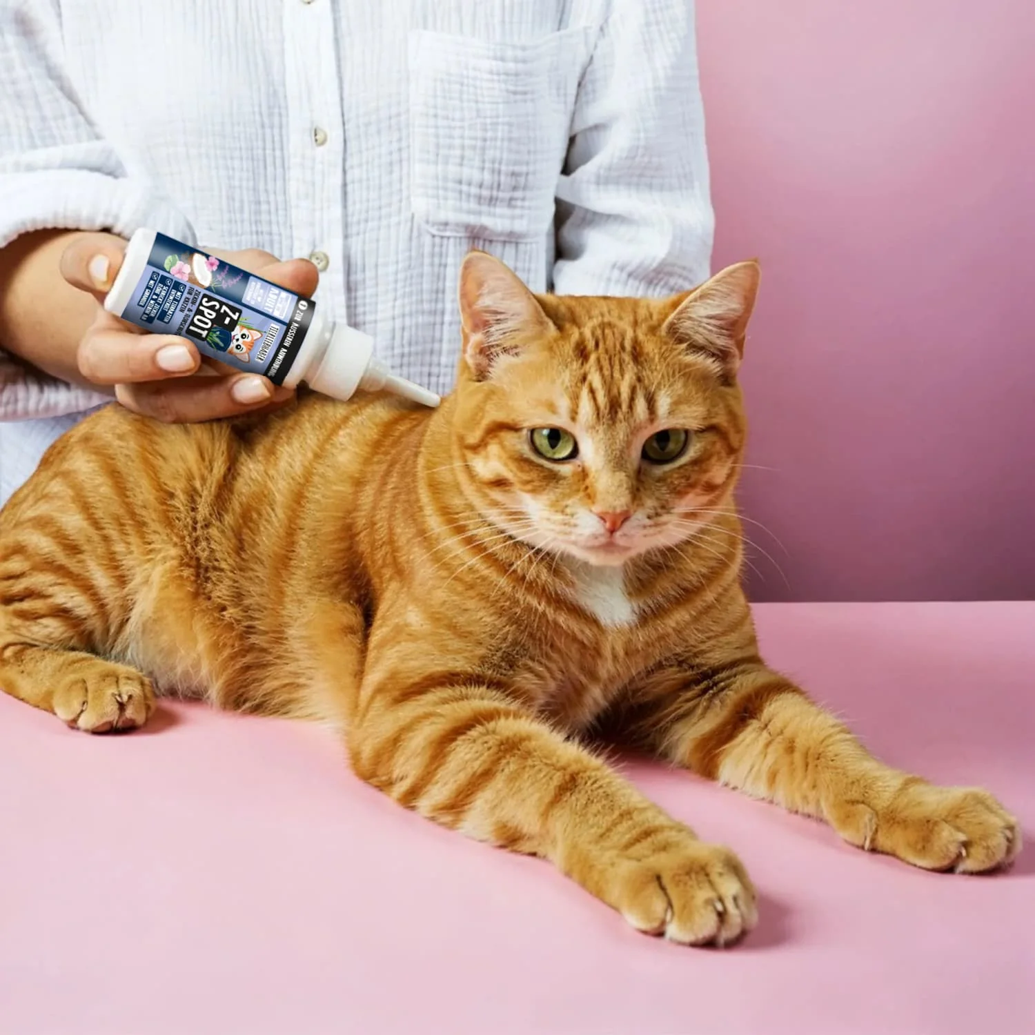 Z-Bundle Katze - Image 2